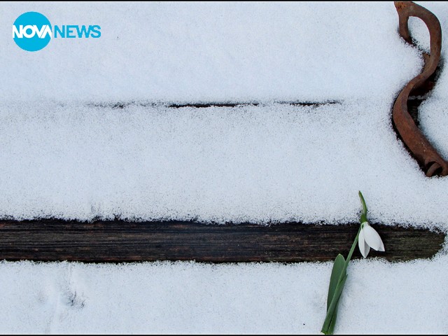 Кокиче в снега