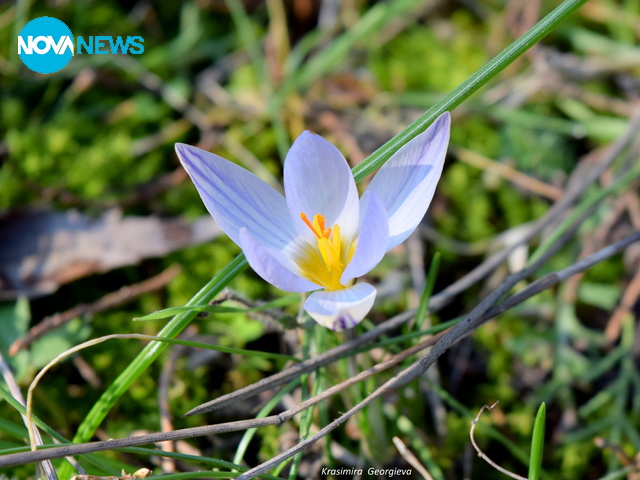 Минзухарите цъфтят