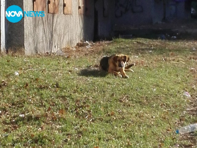 Кучета обитават квартал "Възрожденци" в Кърджали