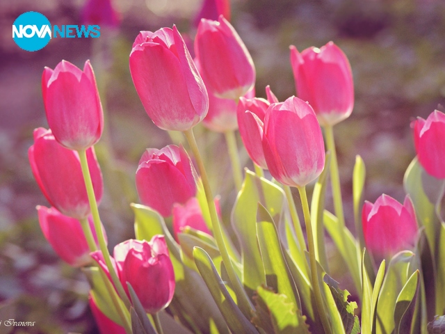 Много цветя за "Прогноза за времето"