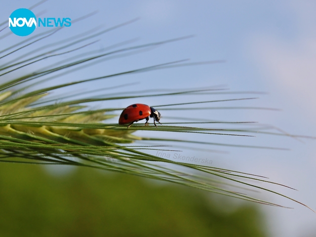 За калинките с любов