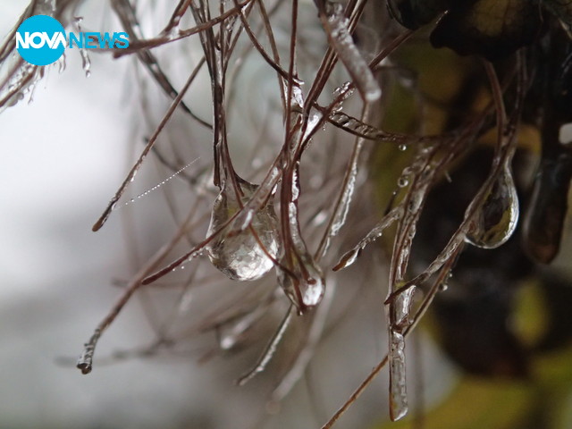 Замръзнала роса