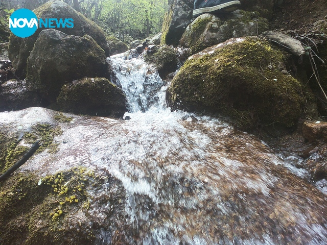 Пролетно разнообразие