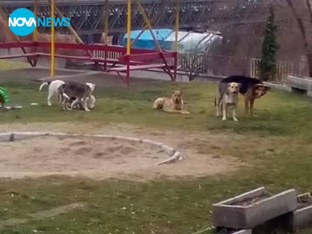 Бездомните кучета