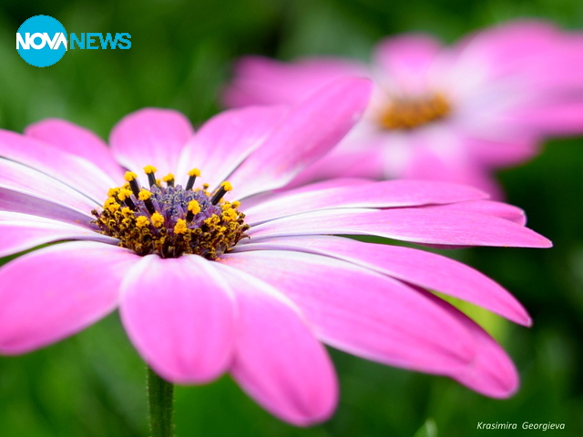 Пролетно настроение