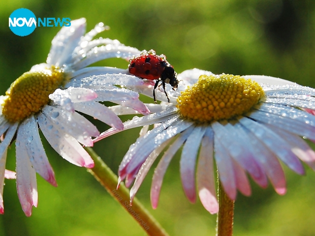 Най-красивата пролет