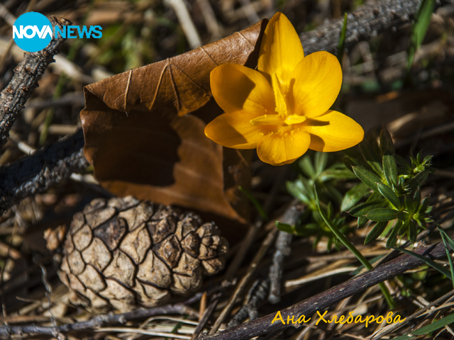 Пролет на Витоша