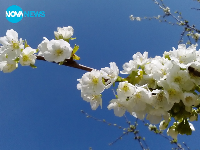 Ранен цъфтеж