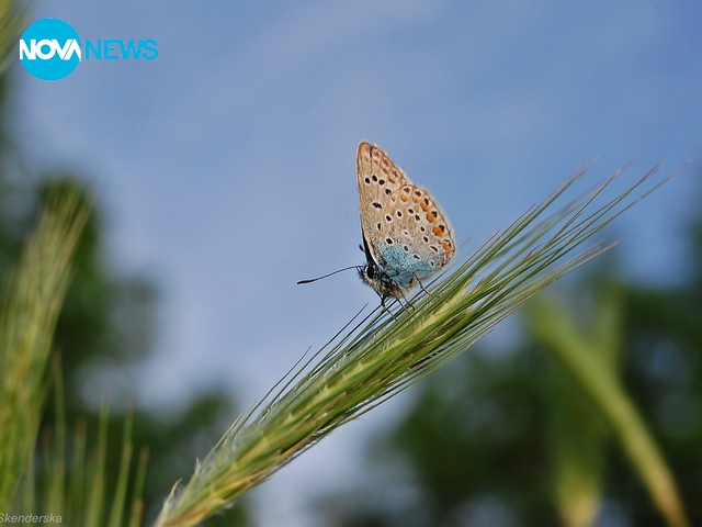 Време за пеперудки