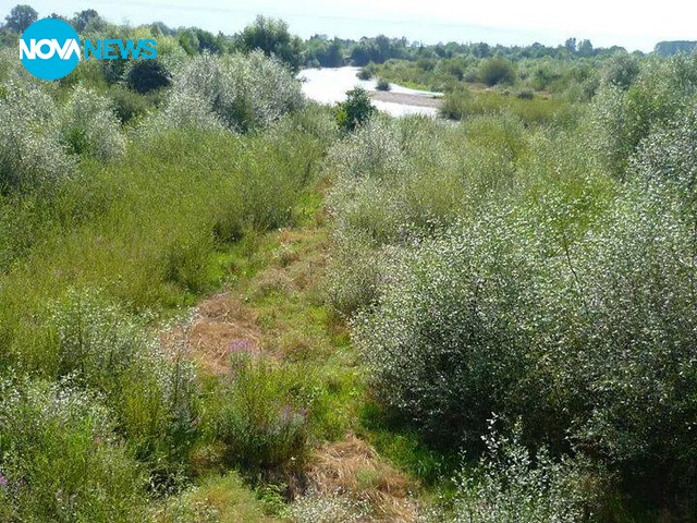 Коритото на Марица - обрасло като гора