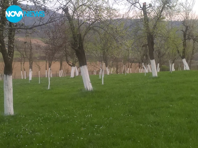 Време е да си варосаме дръвчетата