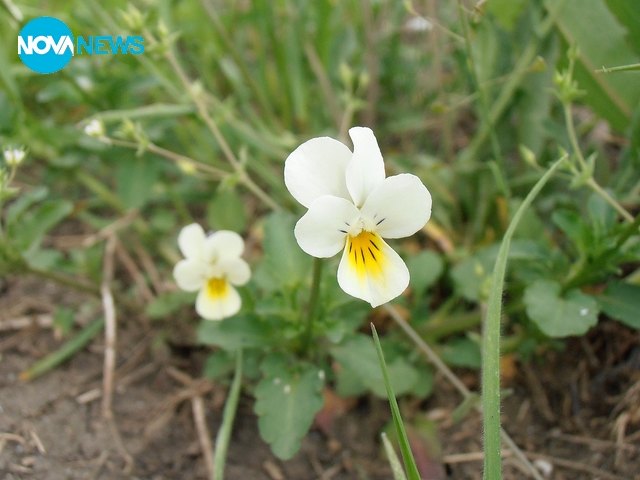 Дива теменужки насред тревата