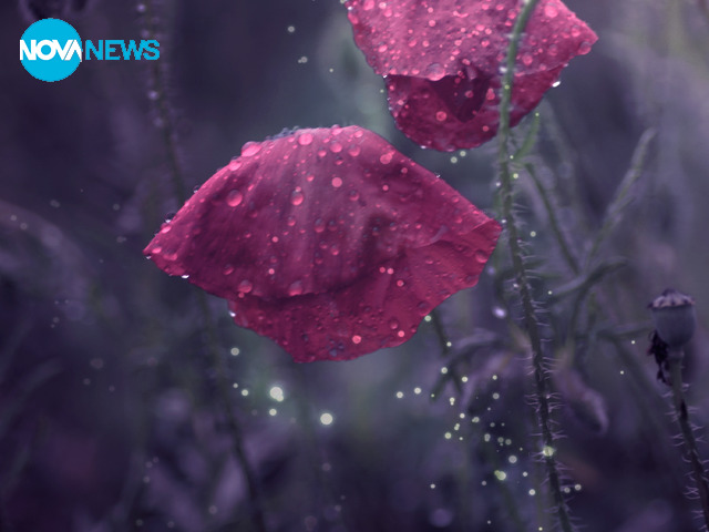 Дъждовни макове