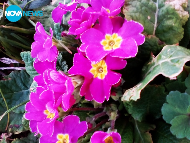 За първи март се разцъфна и игликата