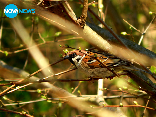 Полско врабче