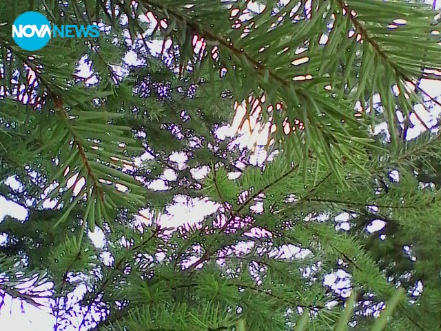 Борова свежест