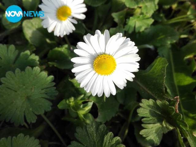 Маргаритка