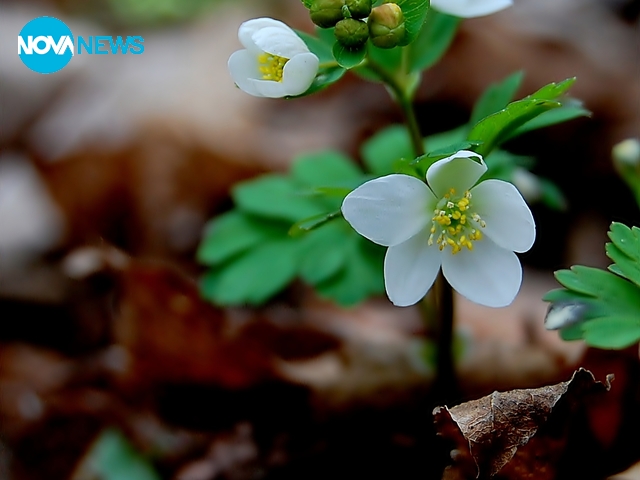 Да повикаме пролетта