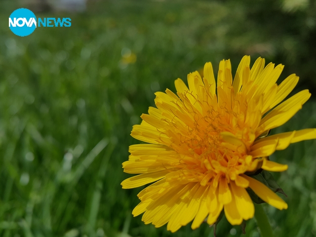 Пролет пукна