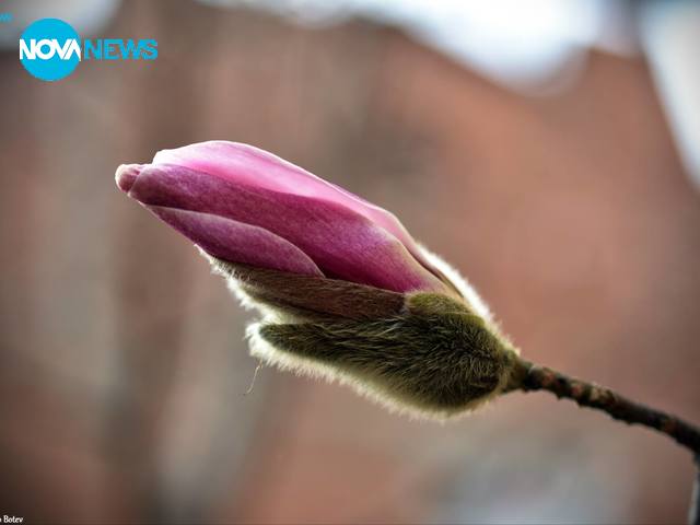 Магнолията ми цъфна...