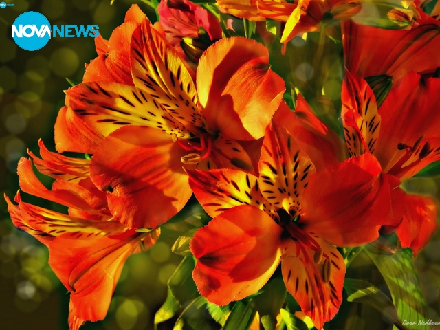 Красотата на природата