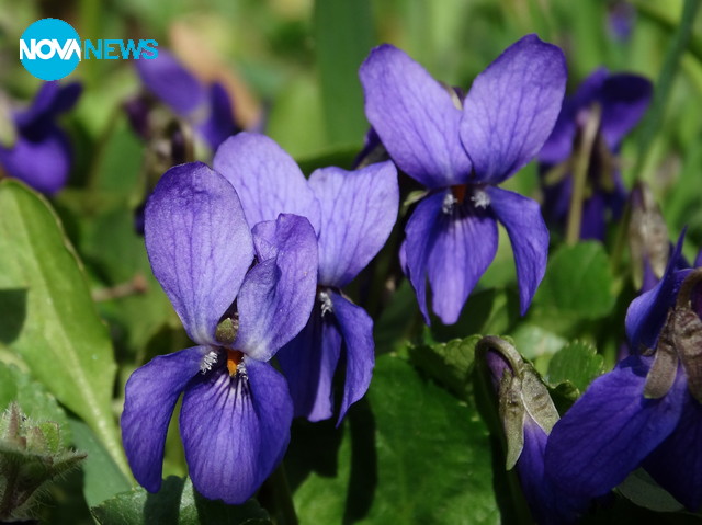 Пролетни цветя от Бургас