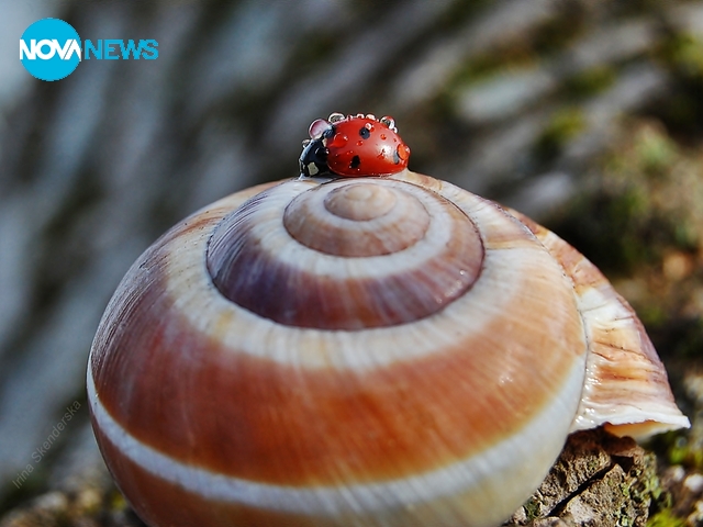 Пролетта украси всичко