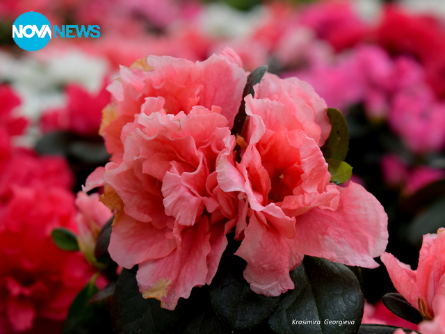 Честит 8-ми март, мили дами!