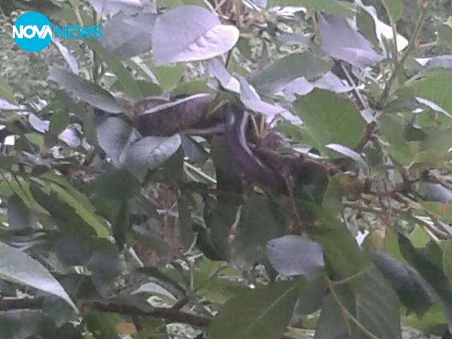 Змия на вишната