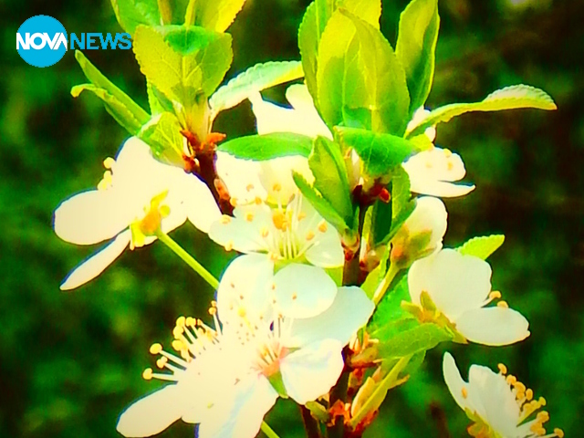 С дъх на пролетно ухание