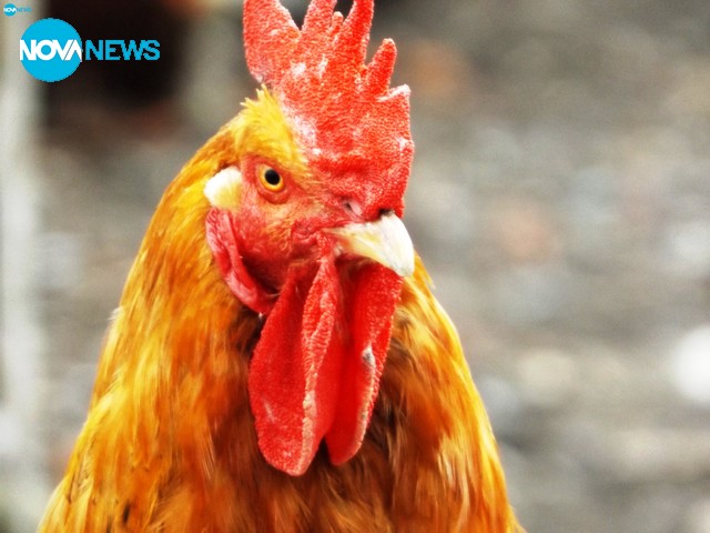 "И аз се радвам на пролетта"