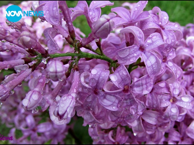 Дъждовно люляково