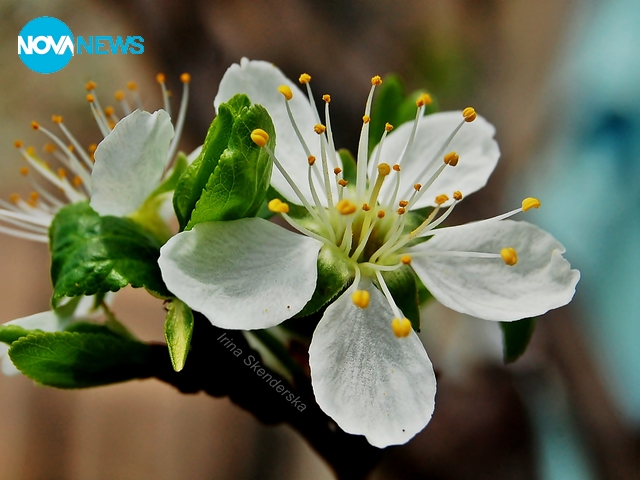 Пролетта настъпи