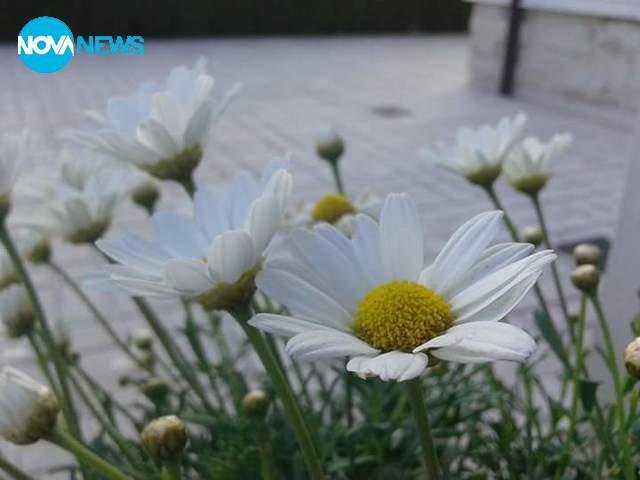 Маргаритки