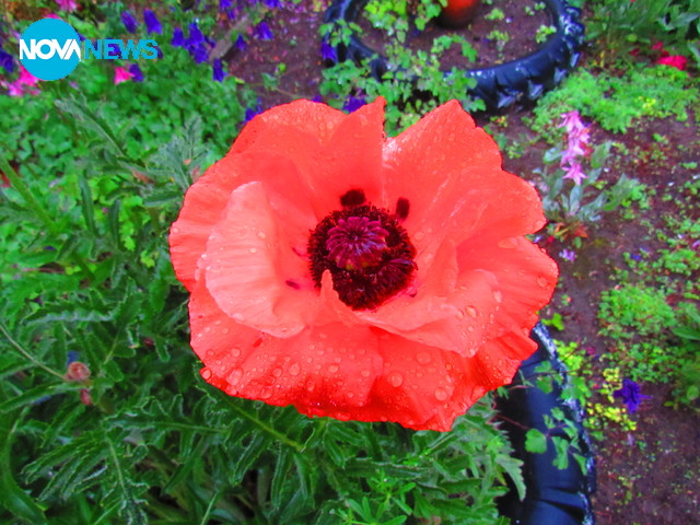 Мак окъпан пак