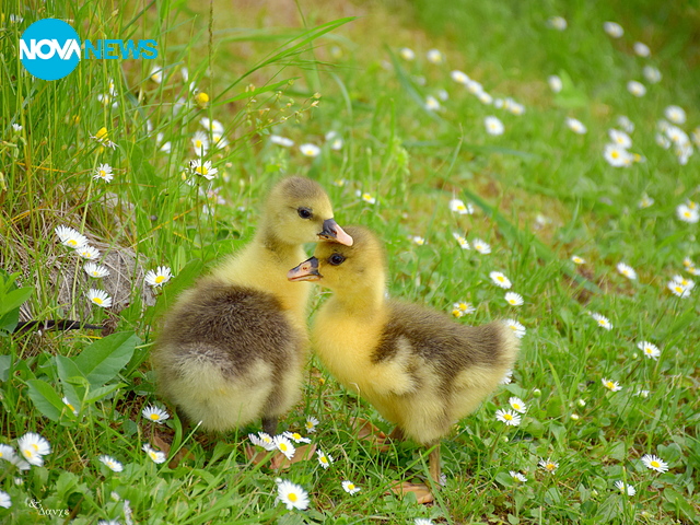 С пожелание за пролетно настроение