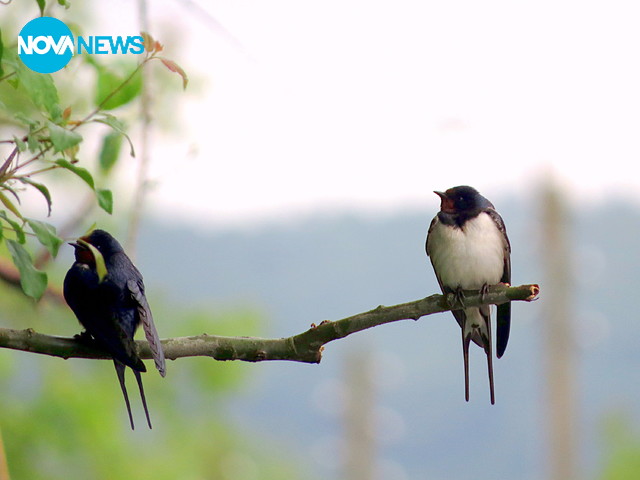 Черна лястовичка