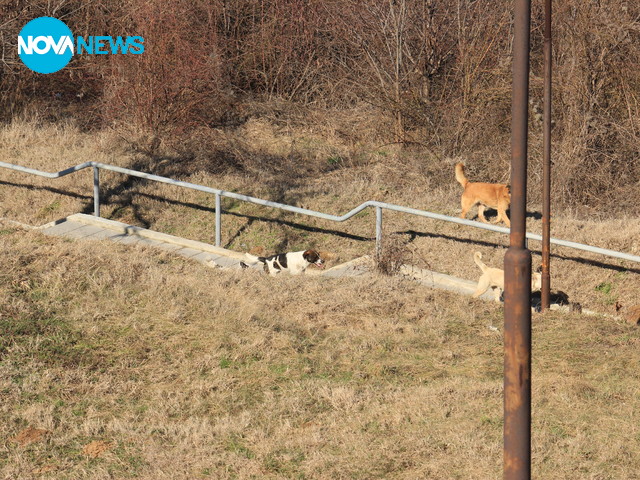 Кучетата имат повече права от нас