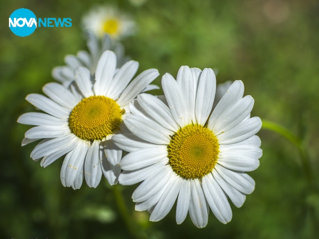 С пролетно безгрижие