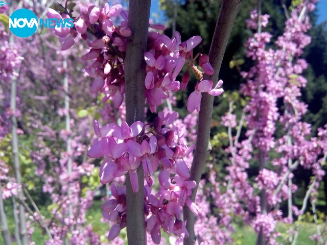 Цветове на пролетта