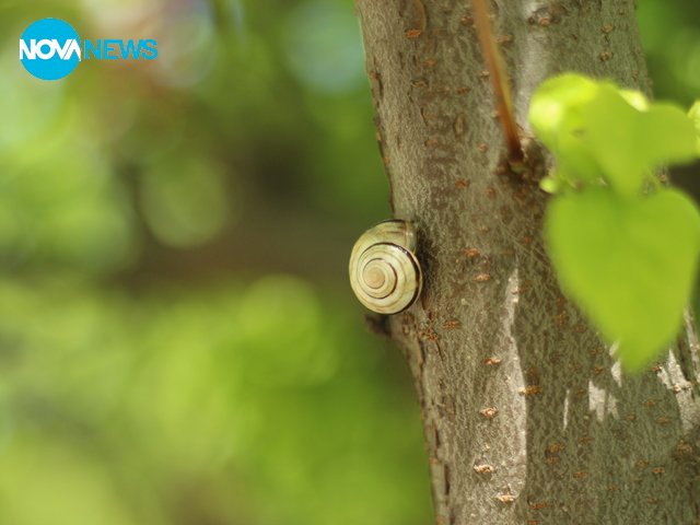 Малко охлювче