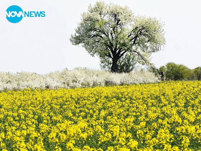 Много настроение