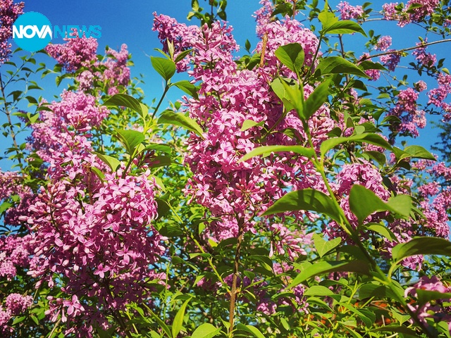 И замириса на люляк