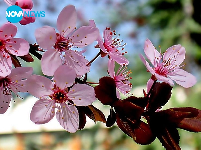 Най-свежата пролет в Кюстендил