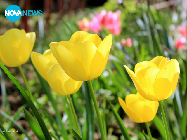 За прогнозата на времето