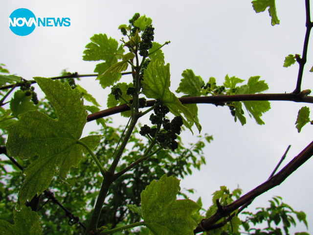 Росата по ресата