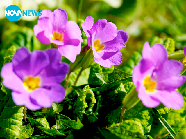 Прогноза за времето