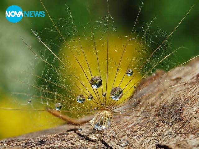 Капчици с душа