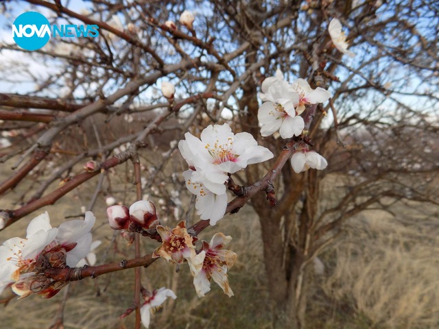 Цъфнали бадеми