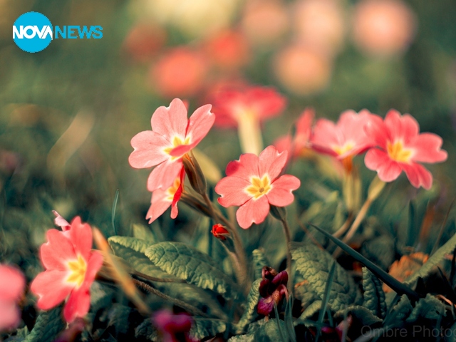 И игликите цъфнаха...